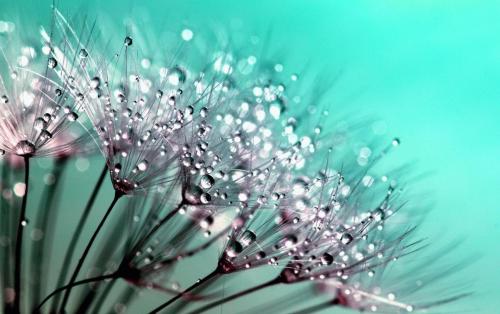 dandelion-445228 1280