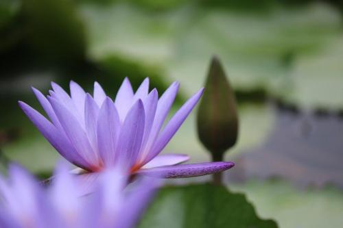 flower-5538547 1280