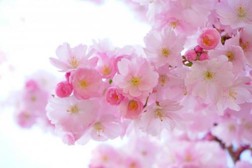 japanese-cherry-trees-324175 1280