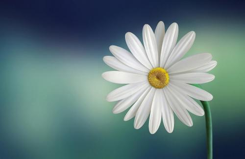 marguerite-729510 1280